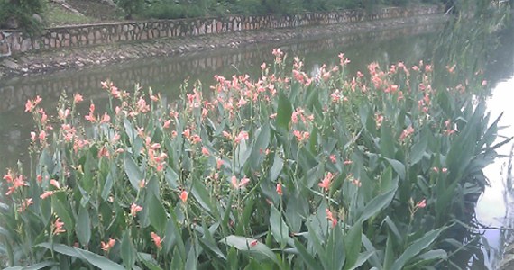 东盐河首现生态浮岛 清流绕城诗意栖居渐行渐近