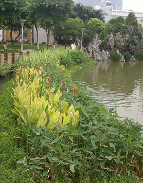 水生植物