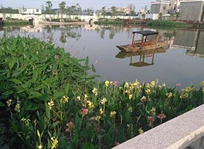 水生植物